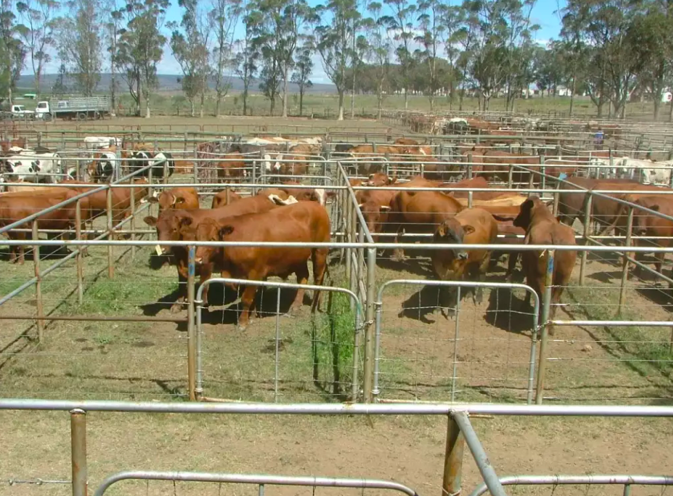 Cattle for Sale