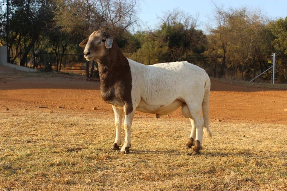Meatmaster Sheep