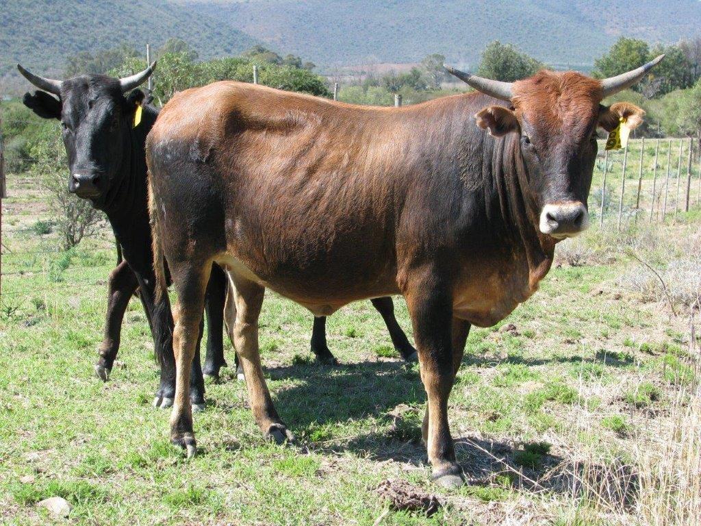 Nguni Cattle - Image 5