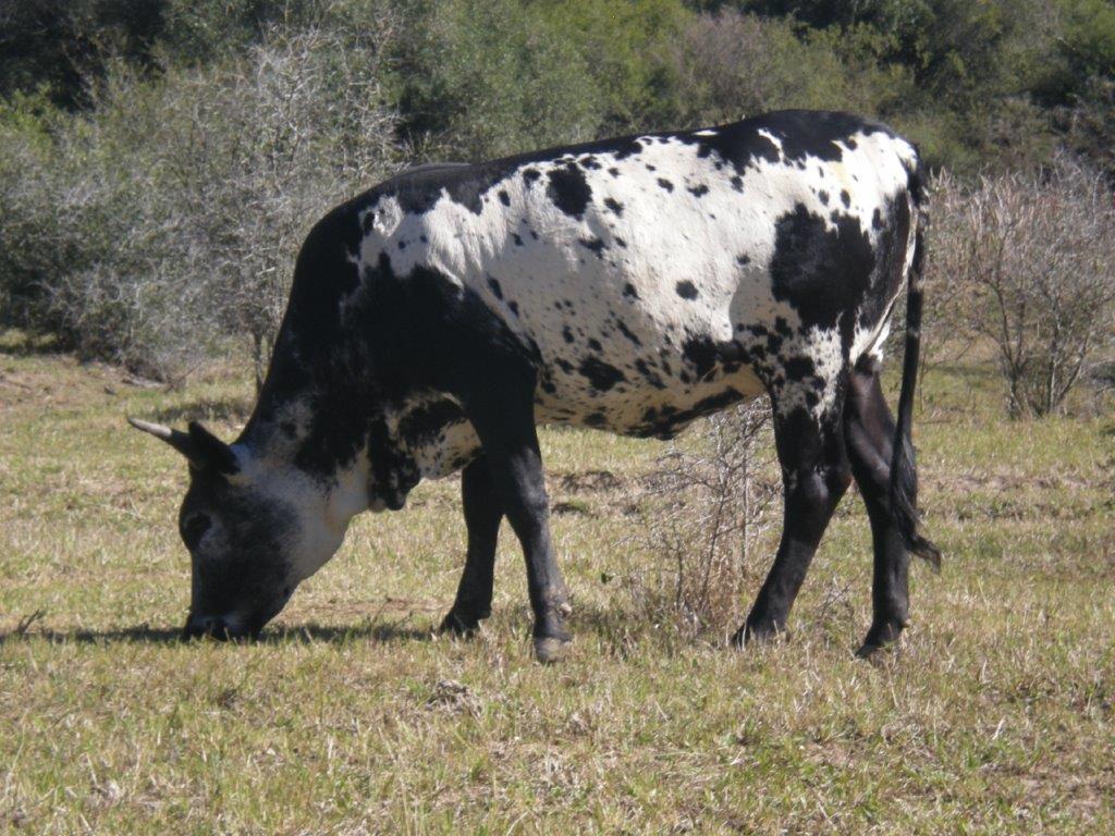 Nguni Cattle - Image 6