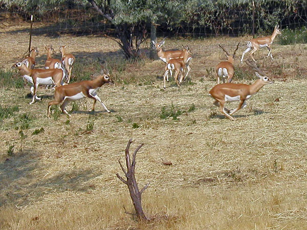Black Buck Antelope