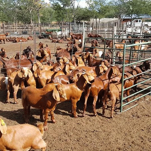 Kalahari Red Goats