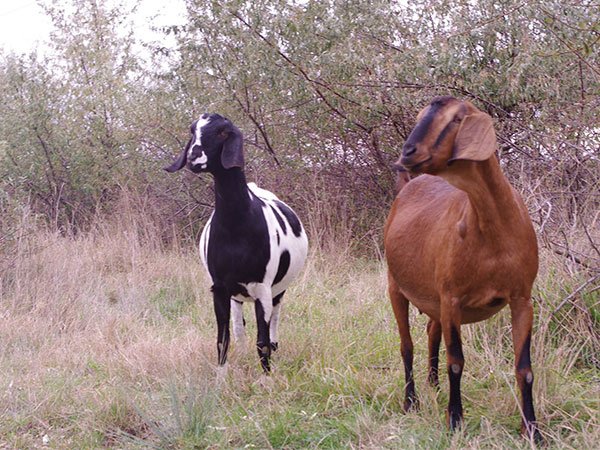 nubian goat for sale