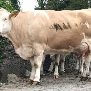 Simmental Cattle
