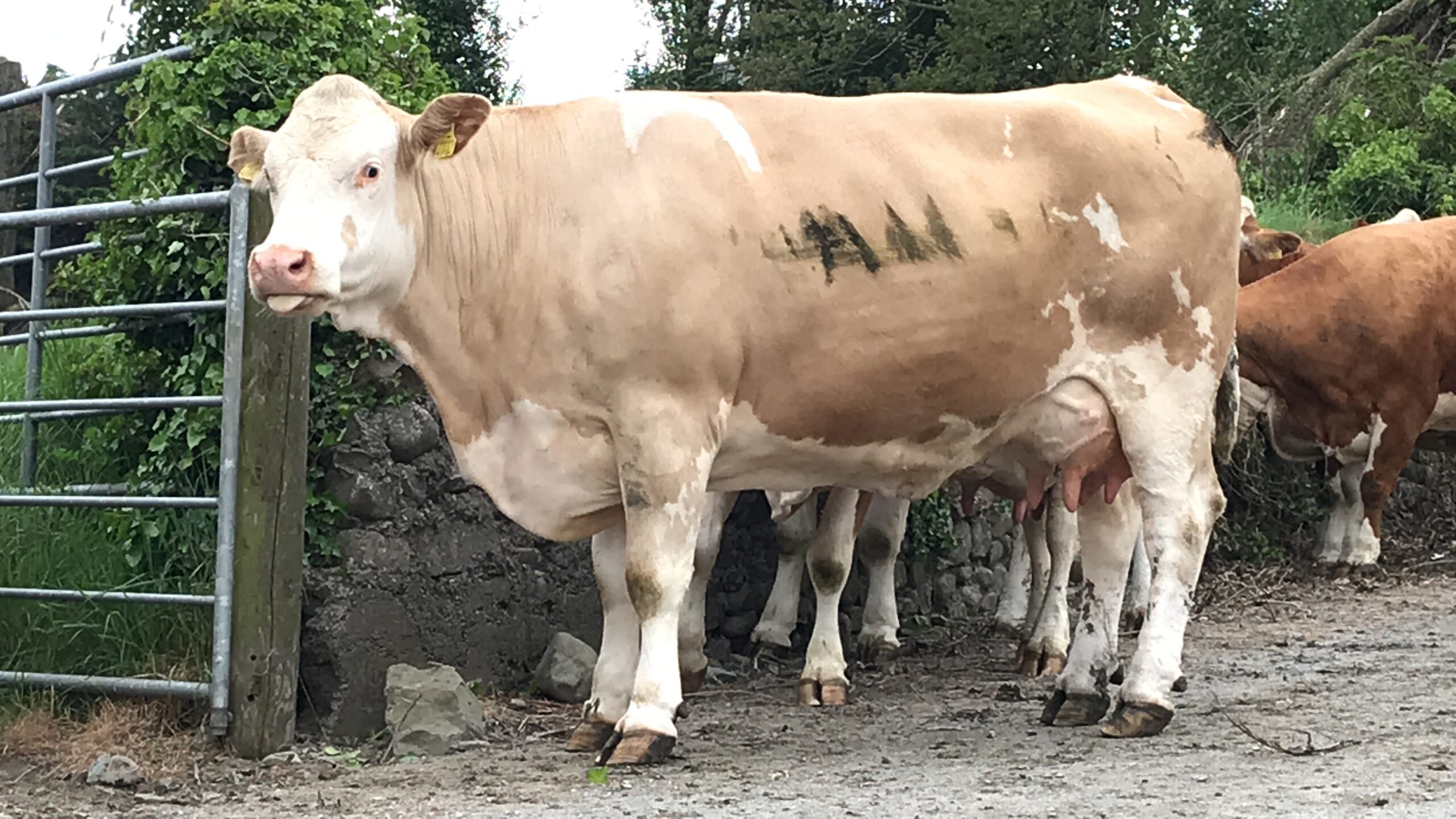 Simmental Cattle