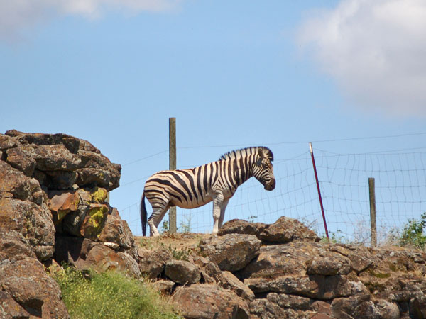 Zebras
