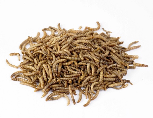 Mealworms Dried 200g