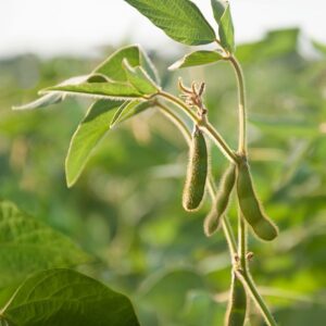 Soybeans