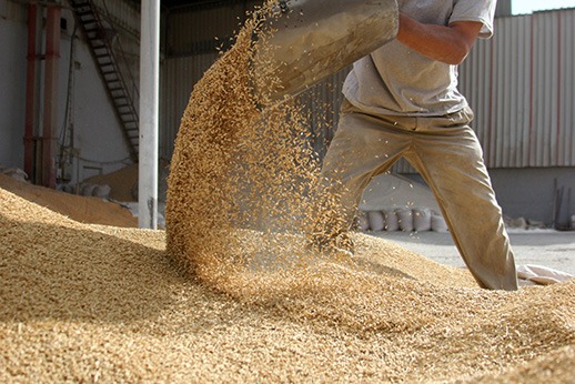 Hominy Chop